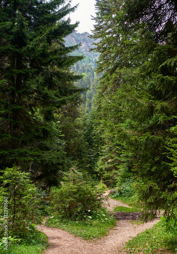Mountain footpath in the wood