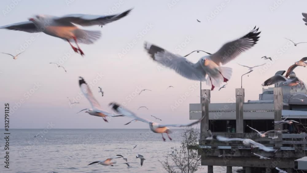 Flock of seagulls flying at harbour. trying to find a food. slow motion. nature feel. 