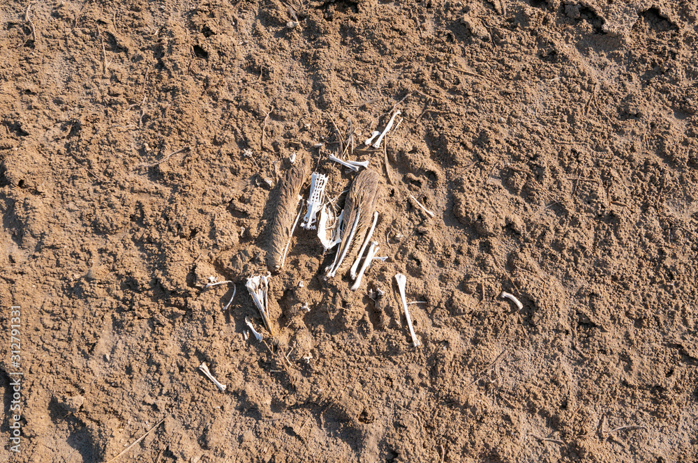 Socotra Cormorant remains on East Rubudh Island near Hawar Island, Arabian Gulf