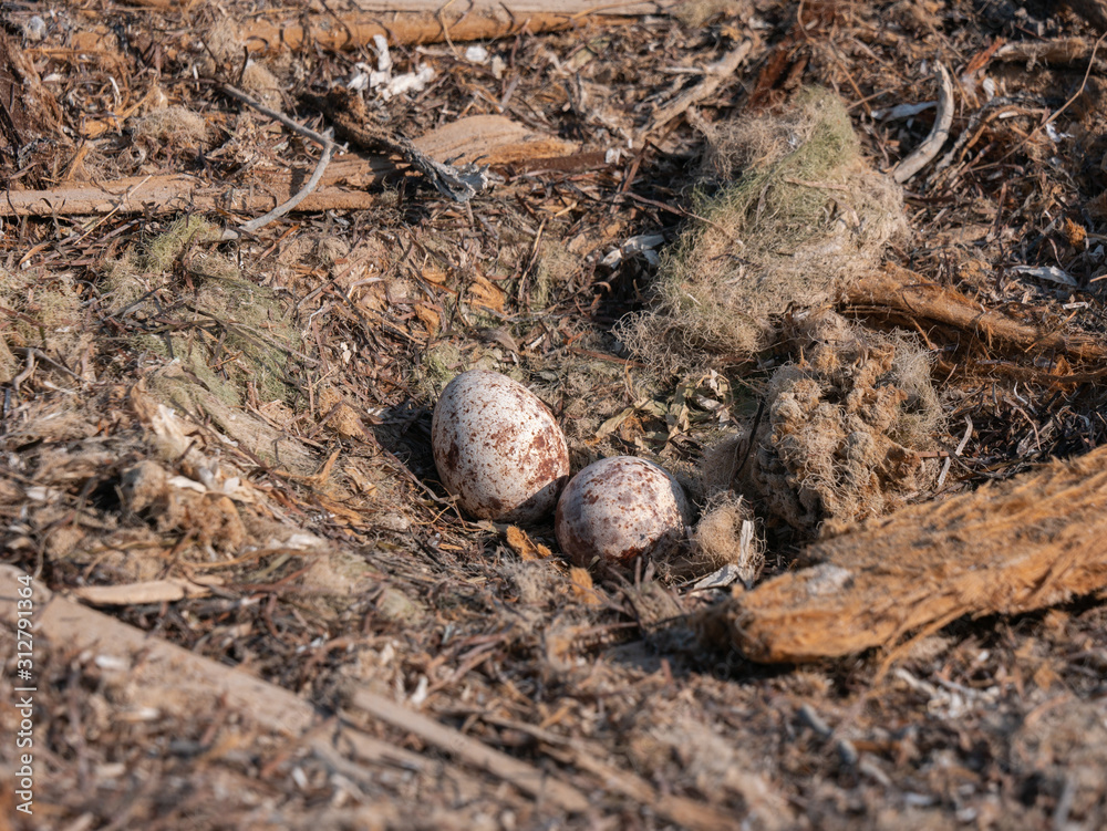 Osprey eggs in nest on Hawar Islands in the Arabian Gulf Osprey eggs in nest on Hawar Islands in the Arabian Gulf