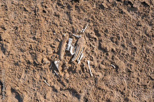 Socotra Cormorant remains on East Rubudh Island near Hawar Island  Arabian Gulf
