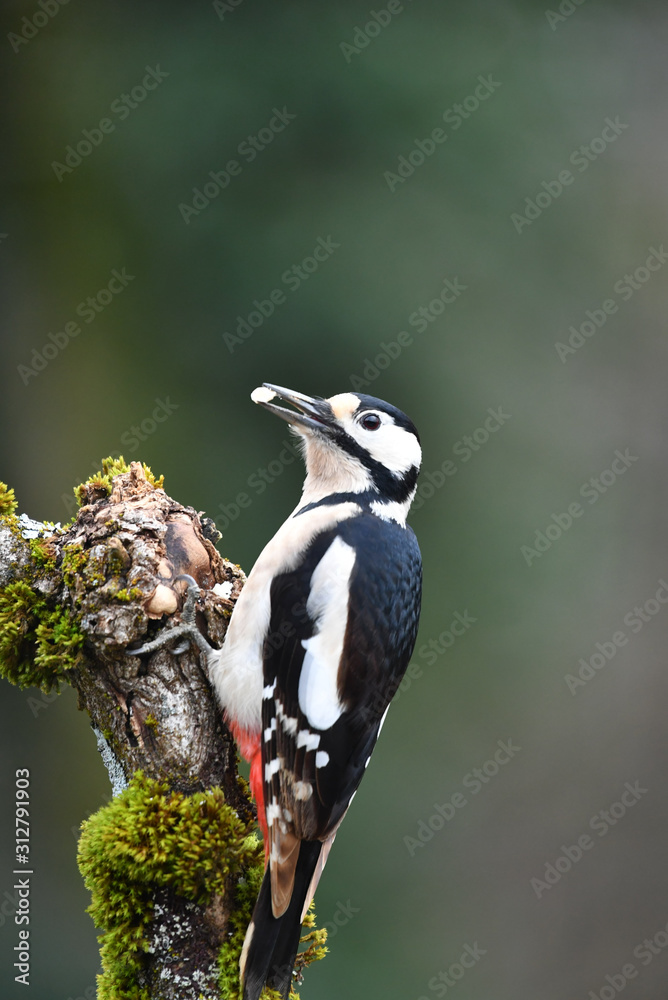 Obraz premium Buntspecht an Wurzel