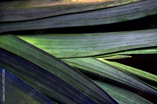 Photography abstract green background, beautiful, sweden, sverige,nacka, stockholm