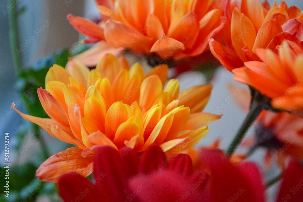 A bouquet of flowers, red as fire at home and a decoration of light. Flowers in a bouquet: Germini, Gerbera, Rose. A bouquet of flowers, red as fire at home and a decoration of light. Flowers in a bouquet: Germini, Gerbera, Rose.