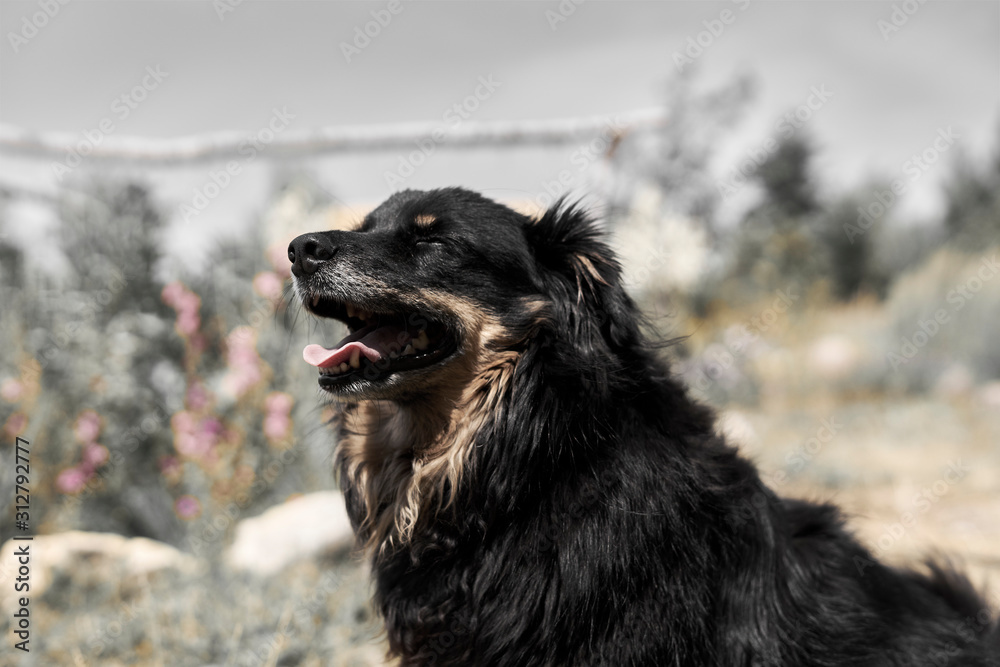 Fototapeta premium black small dog sitting in the hot sun