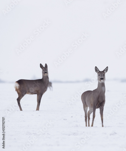 Group of delicate wild deer in winter landscape  on the field outside the forest. Selective focus