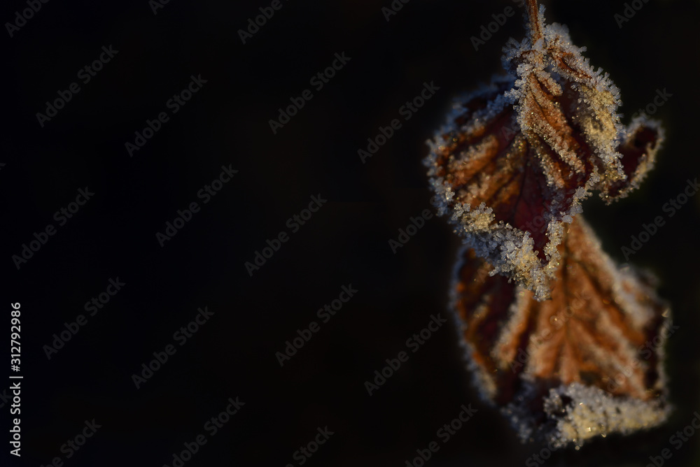 Closeup of two frosted leaves of raspberry shrub hanging on the side of a black background with text field