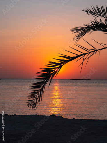 Palm trees at sunset on Hawar Islands in the Arabian Gulf