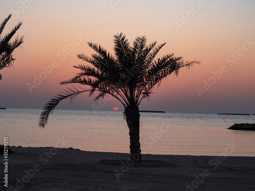 Palm trees at sunset on Hawar Islands in the Arabian Gulf