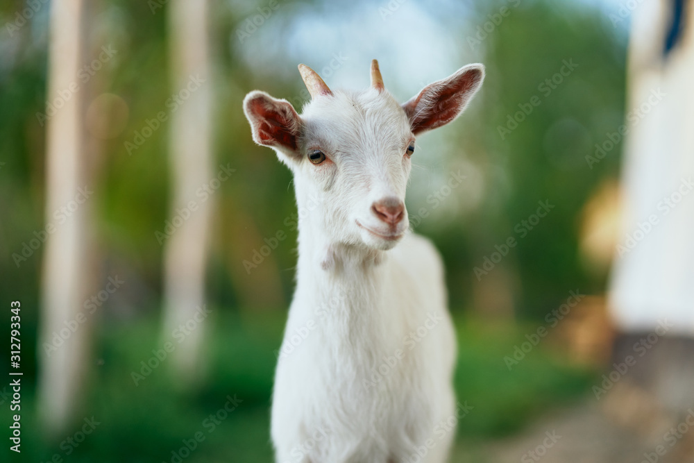 goat on green grass