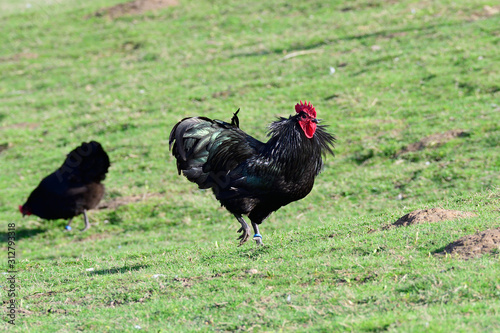 Australorp Hühner auf einem Bauernhof