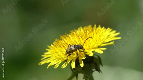 Beetle Flower Barbel (Brachyta interrogationis) on a dandelion flower photo