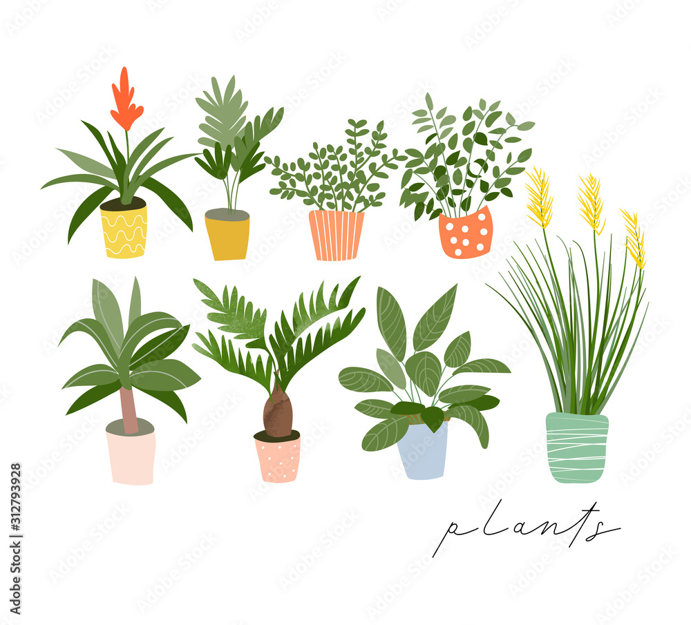 kolekcja roślin doniczkowych. sukulenty i rośliny domowe. ręcznie rysowane sztuki wektorowej. Set domowego salowej rośliny kreskówki wektorowy doodle. <span>plik: #312793928 | autor: gigirosado</span>