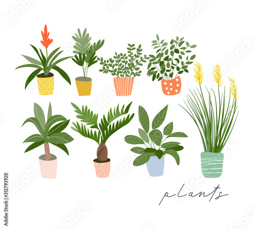 potted plants collection. succulents and house plants. hand drawn vector art.  Set of house indoor plant vector cartoon doodle.