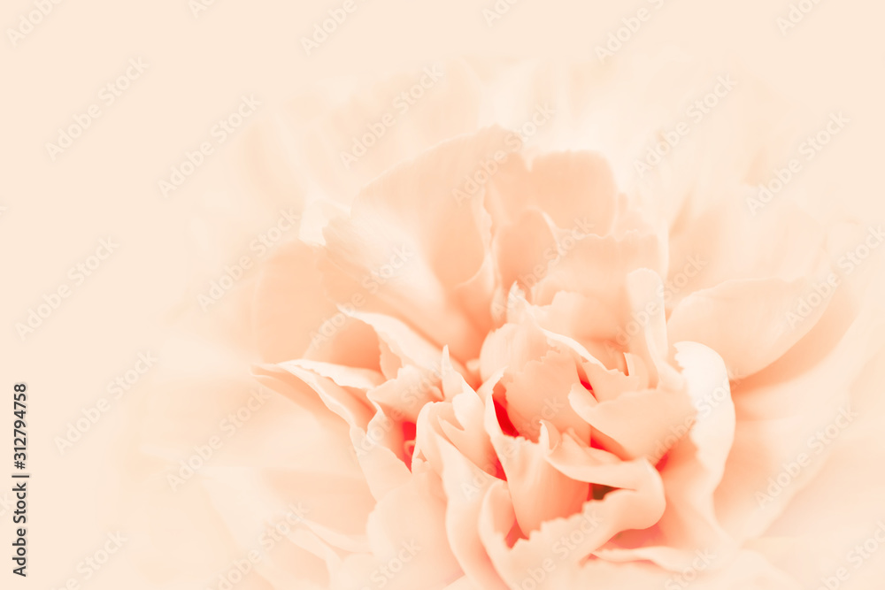 Fototapeta premium Beige large peony bud or cloves on a cream background as a blank for advertising text