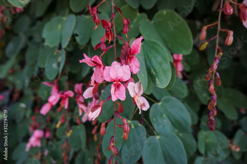 Bauhinia siamensis in the garden photo