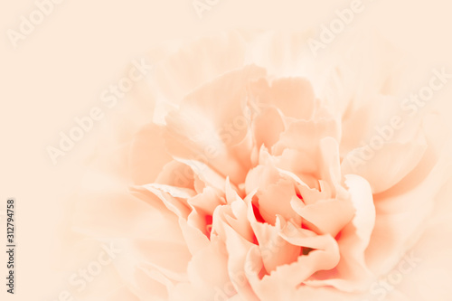 Beige large peony bud or cloves on a cream background as a blank for advertising text