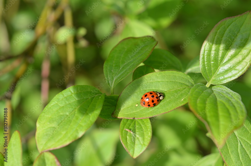 Biedronka azjatycka na liściu derenia, Harmonia axyridis Biedronka azjatycka na liściu derenia, Harmonia axyridis