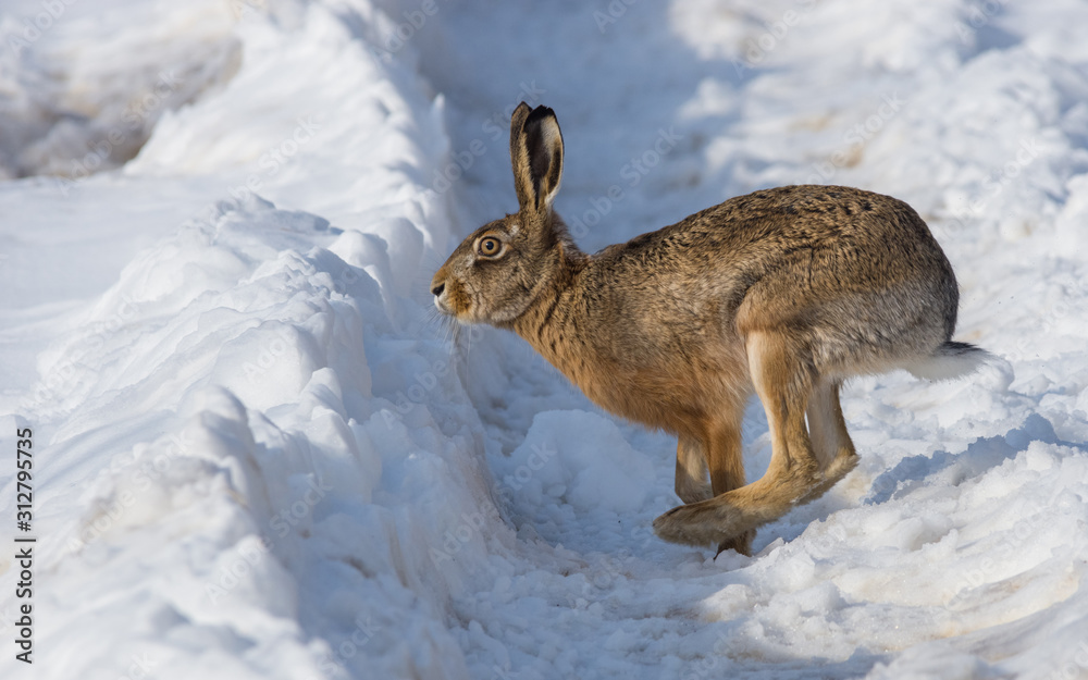 Naklejka premium Gray wild rabbit (hare) in his natural habitat, in a cold winter day
