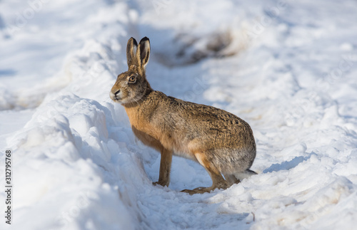 Gray wild rabbit (hare) in his natural habitat, in a cold winter day