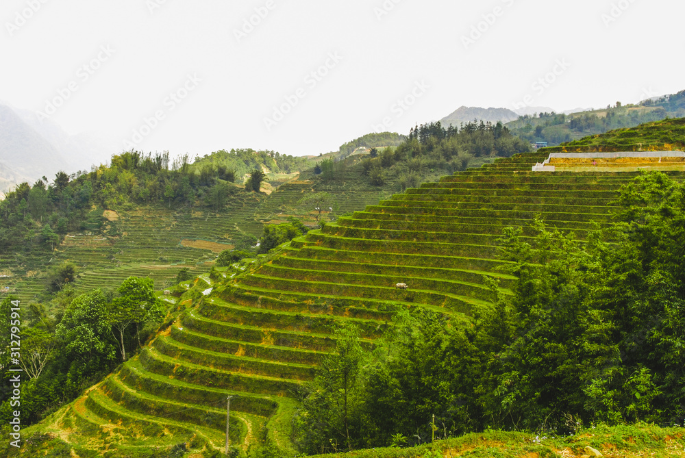 Scenery of beautiful green rice terraces in Sapa, Vietnam 