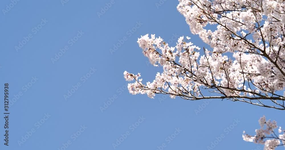 Cherry blossoms are in full bloom. Cherry blossoms are in full bloom.
