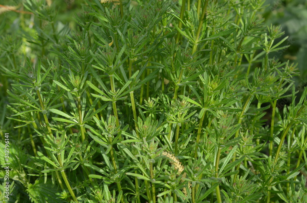 Przytulia czepna, gąszcz roślin, Galium aparine Przytulia czepna, gąszcz roślin, Galium aparine