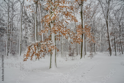 A path near a yellow tree in a snowy winter forest © Vitaliy