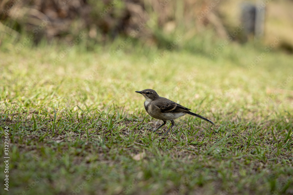 Cape Wagtail Small Grey Bird Walking On Short Grass In The Drakensberg, South Africa Cape Wagtail Small Grey Bird Walking On Short Grass In The Drakensberg, South Africa