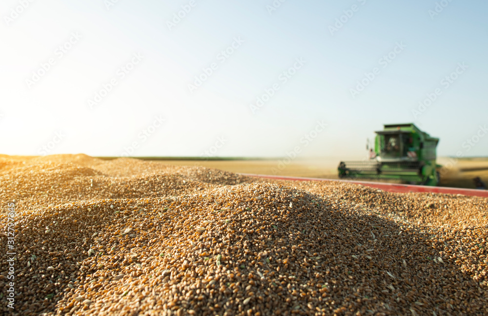 Fototapeta premium Harvester at work in summer sun