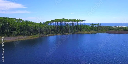 Aerial View of the Iconic Slash Pine Tree Canopy of Grayton Beach photo