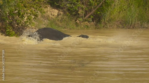 Asian elephant rolling around and splashing in a cool, muddy river. photo