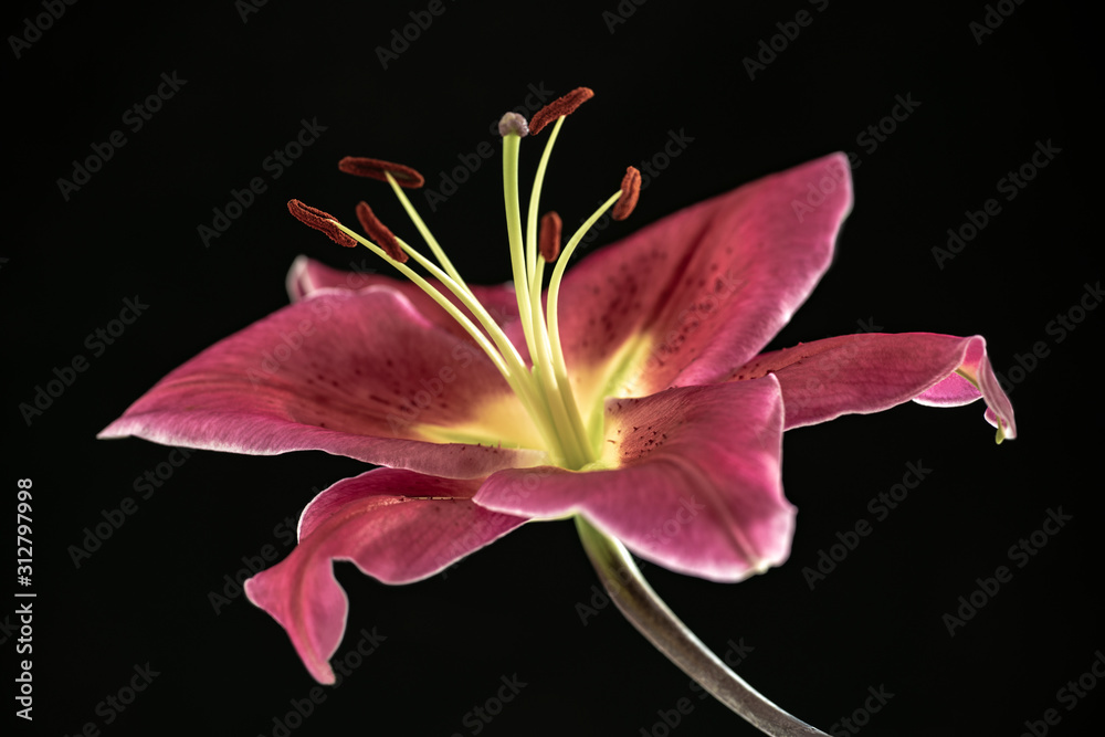 Naklejka premium lily pink flower isolated on black background, beautiful, sweden, sverige,nacka, stockholm