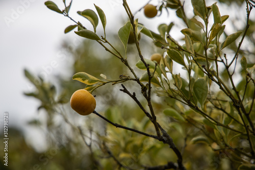 Small Yellow Berry Fruit On a Branch In The Natal Midlands, South Africa