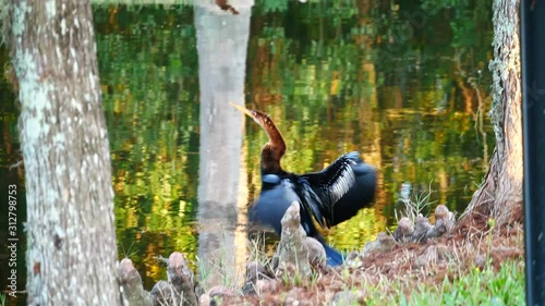 anhinga is shaking wings in front of a pond photo