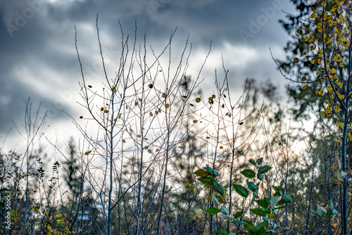 Canvas Print wild flowers on background of blue sky, beautiful, sweden, sverige,nacka, stockh