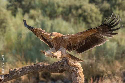Iberian imperial eagle on a branch with wings open or in flight, with unfocused fonts photo