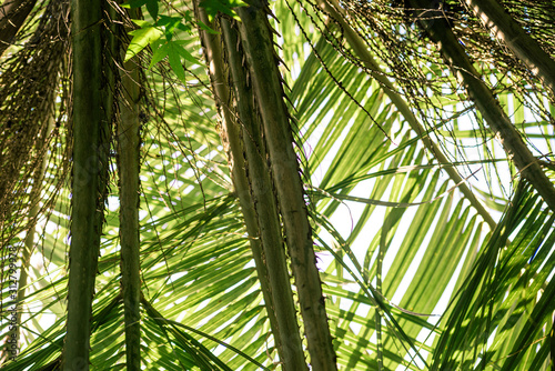 Branches of plants butia capitata from below is close