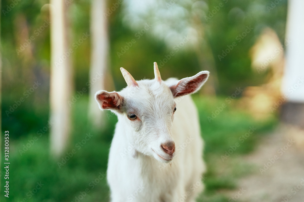 goat on a meadow