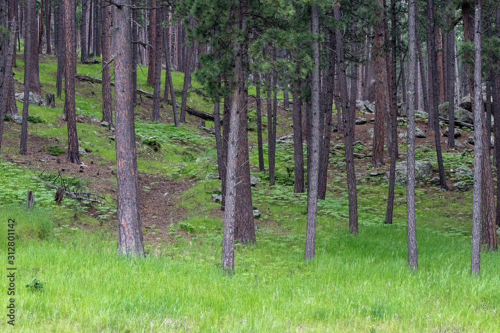Obraz premium trees in the forest