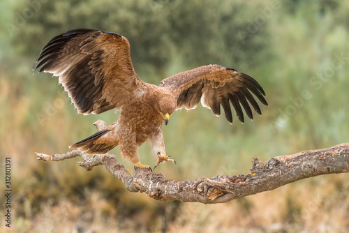 Iberian imperial eagle on a branch with wings open or in flight, with unfocused fonts