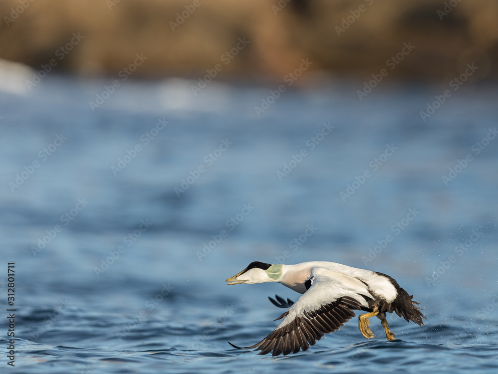 Common Eider male taking off from the blue ocean in winter Common Eider male taking off from the blue ocean in winter