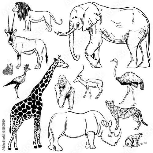 Hand drawn african animals and birds on white background. Vector sketch illustration.