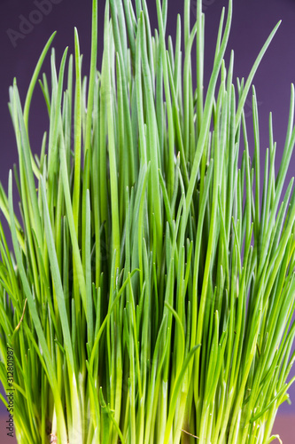 Close up of growing chives