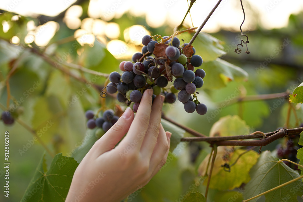 bunch of grapes in hand