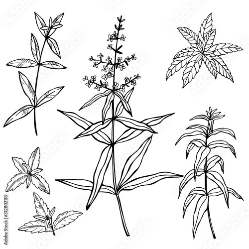 Hand drawn spicy herbs. Lemon Verbena. Vector sketch  illustration.