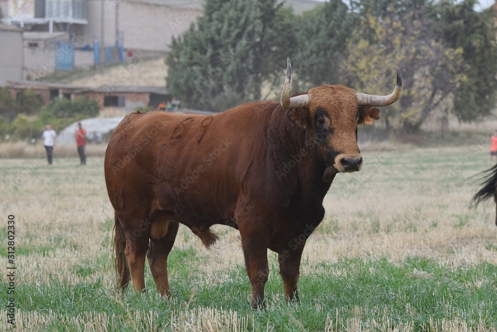 Obraz premium Spanish brave bull