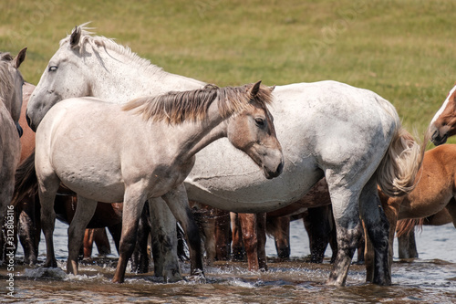 white horses in the river on a warm summer day
