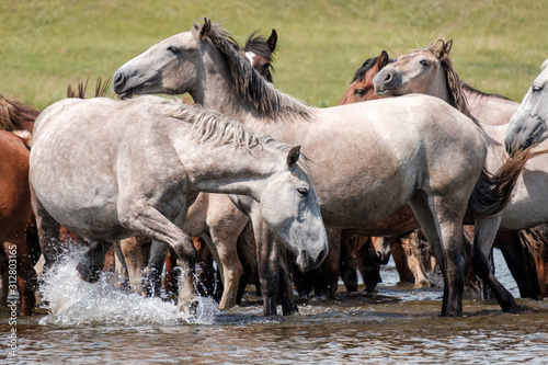 light horses drink water in the river on a hot day