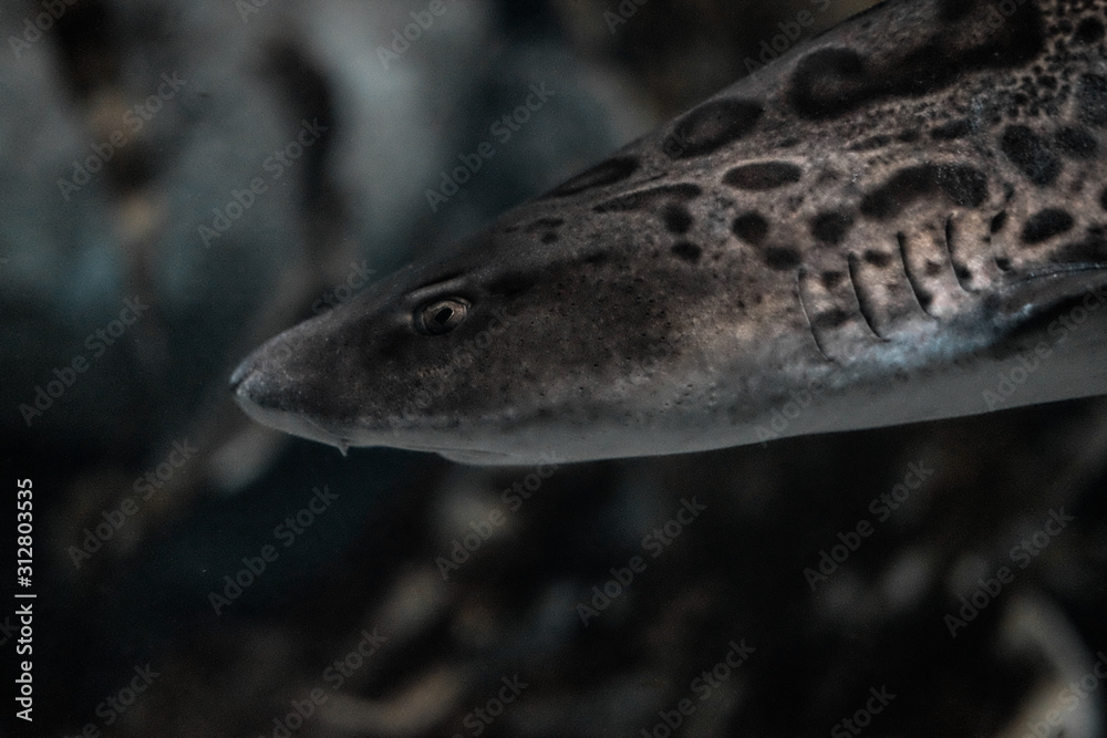 Shark in an Aquarium Shark in an Aquarium